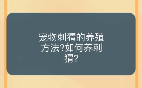 宠物刺猬的养殖方法?如何养刺猬?