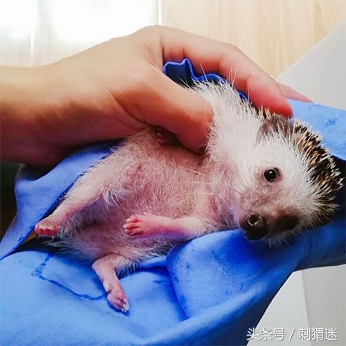 饲养宠物刺猬需要注意什么?这些你应该知道!