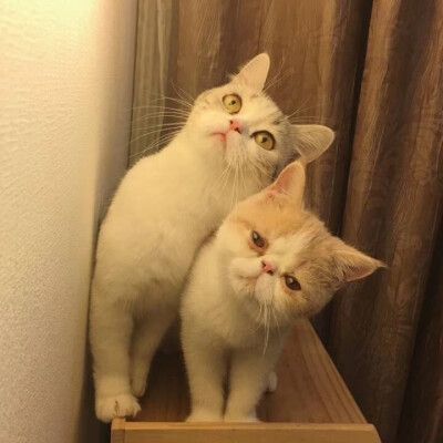 情侣猫咪头像
