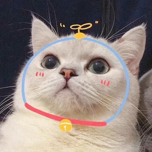 情侣猫咪头像