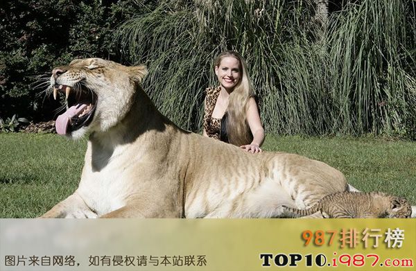 十大世界奇葩的宠物之狮虎兽