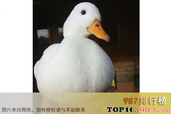 十大世界奇葩的宠物之柯尔鸭