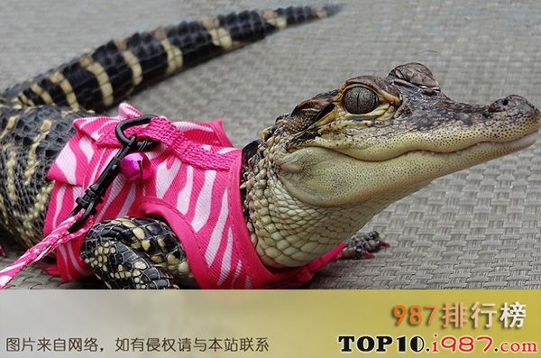 十大世界奇葩的宠物之鳄鱼