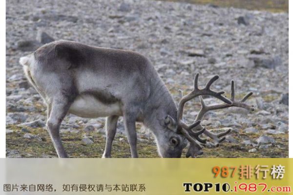 十大世界奇葩的宠物之驯鹿
