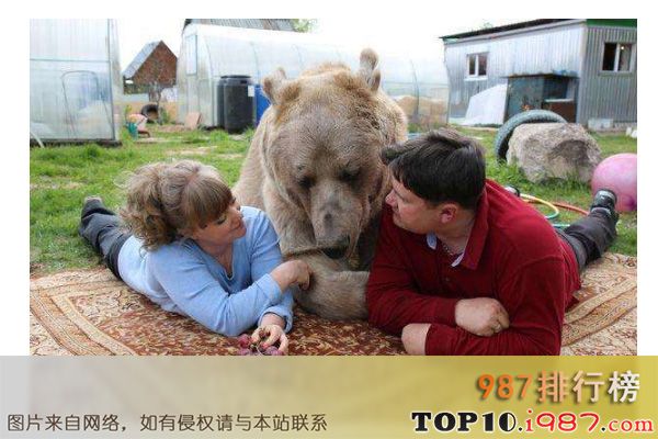 十大世界奇葩的宠物之熊