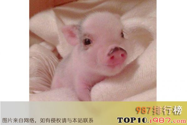 十大世界奇葩的宠物之宠物迷你猪
