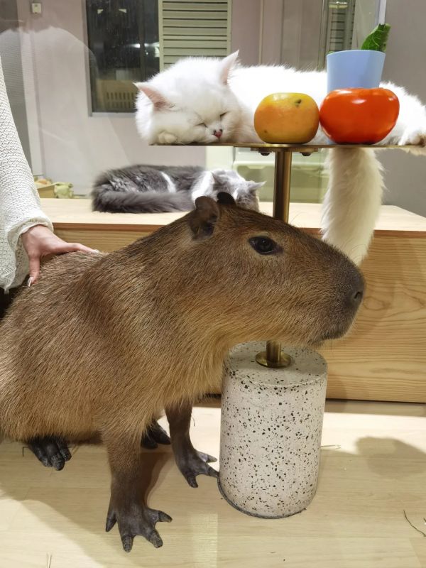 内容图片