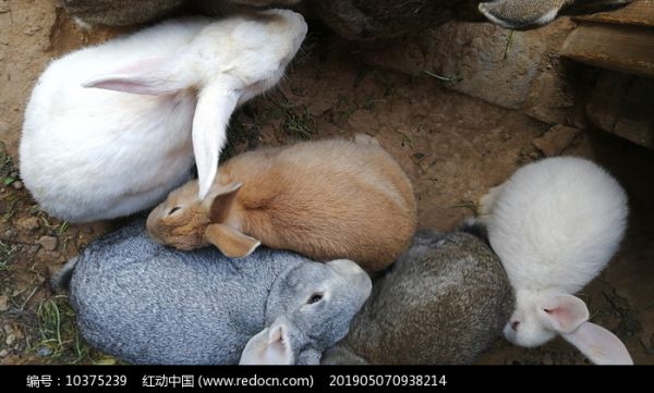 兔子图片