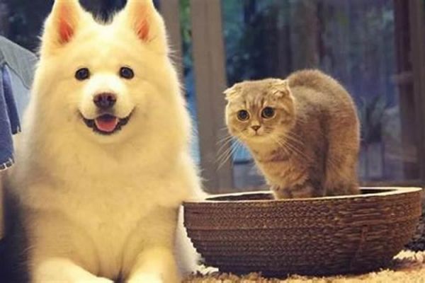 五行属火适合养什么宠物