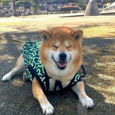 天蝎座最适合养什么宠物