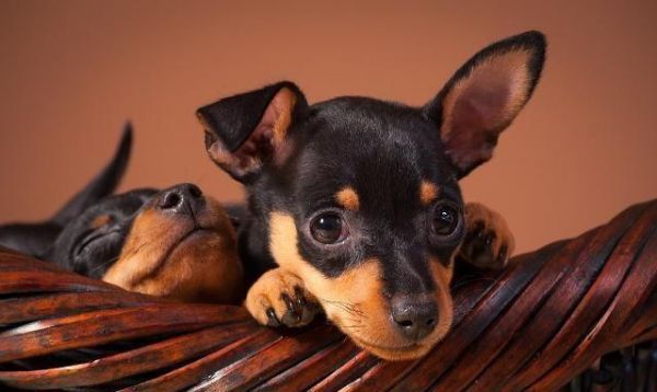 你知道活泼可爱的小鹿犬该如何饲养吗？