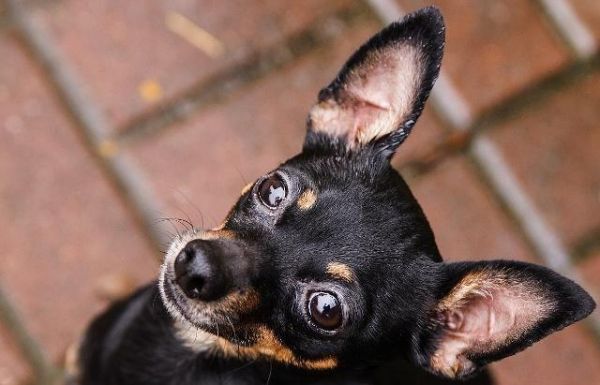 你知道活泼可爱的小鹿犬该如何饲养吗？