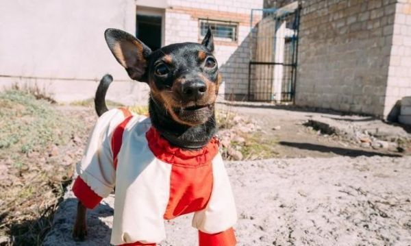 你知道活泼可爱的小鹿犬该如何饲养吗？