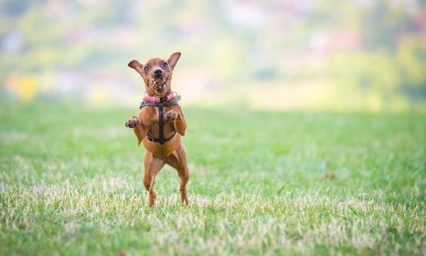 你知道活泼可爱的小鹿犬该如何饲养吗？