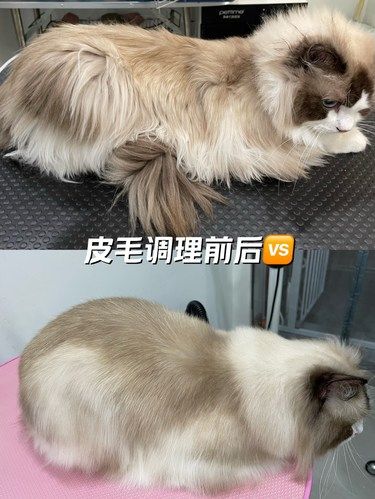 健康先行～猫咪护理