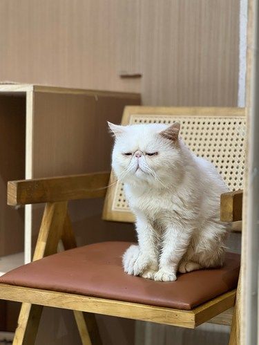 店里猫咪超治愈