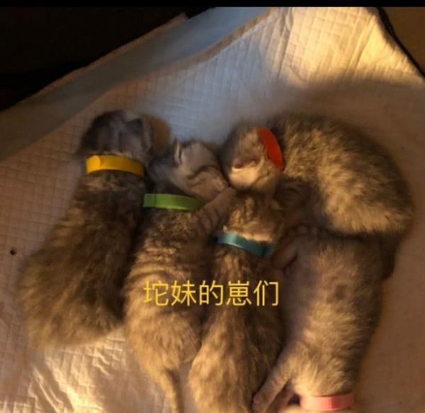 R1SE成员宠物：夏之光有五只猫何洛洛喜欢狗，他两种宠物都有