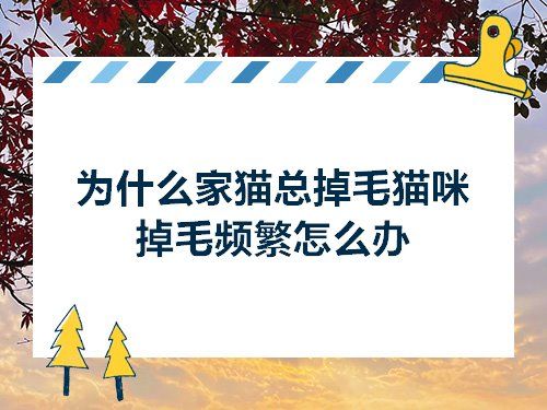 为什么家猫总掉毛猫咪掉毛频繁怎么办
