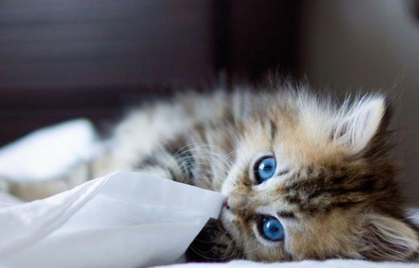 猫咪舔到漂白剂后应该怎么办（宠物遇到危险情况）