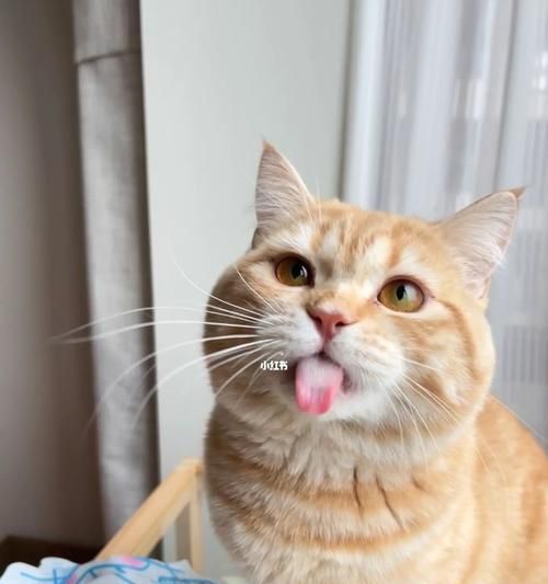 猫咪舔到漂白剂后应该怎么办（宠物遇到危险情况）
