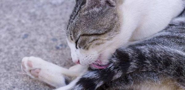 猫咪舔到漂白剂后应该怎么办（宠物遇到危险情况）