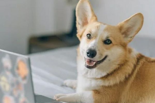 狗狗舔人行为代表什么(为什么狗狗会舔人探索背后的含义)