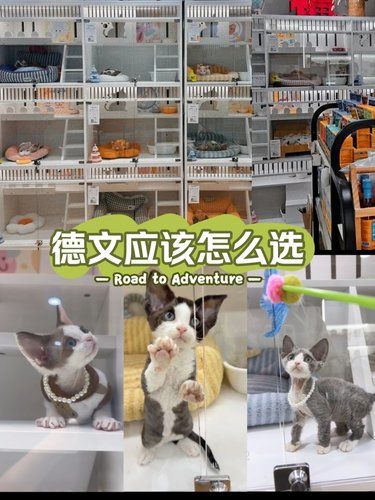 跟大家分享德文挑选心得