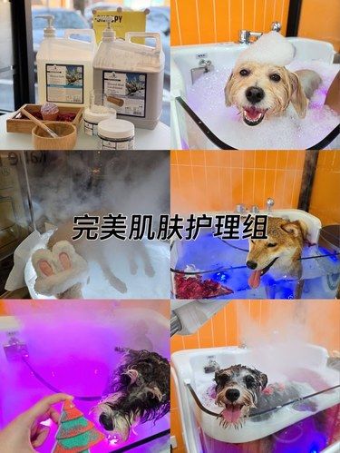 ✨来这家店的毛孩子也太幸福了吧