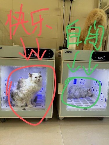 原来小猫们的悲喜并不相通…