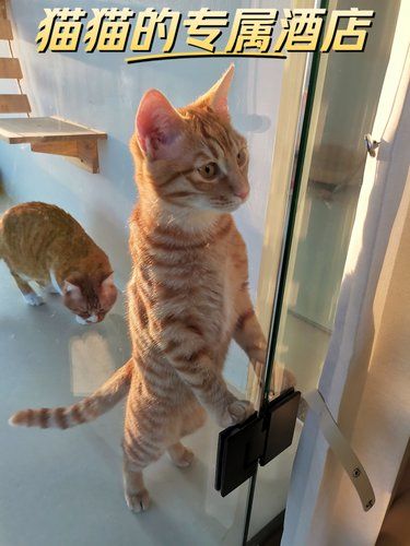 春节回家不愁了猫猫寄养在专属酒店
