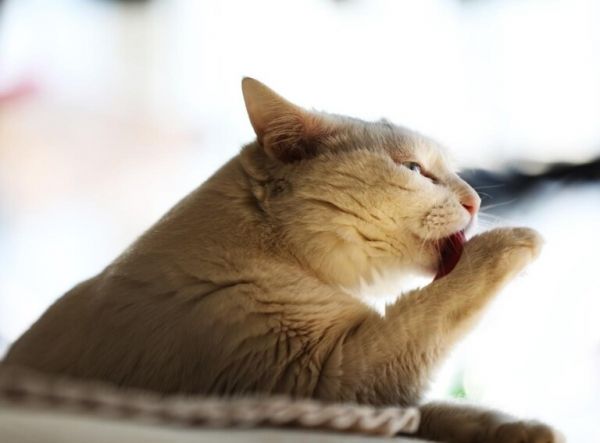 猫口炎的三个阶段,以及帮助猫咪摆脱口炎困扰的具体措施