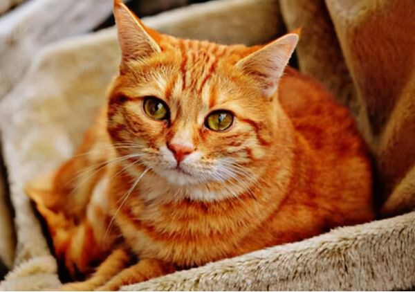 猫咪品种_猫咪品种大全及图片和名字_猫咪品种大全介绍