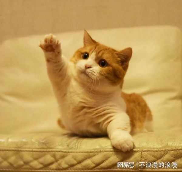 猫咪品种大全介绍_猫咪品种_猫咪品种大全及图片和名字