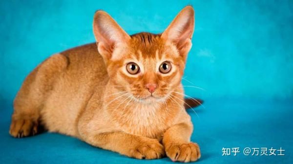 猫咪品种大全介绍_猫咪品种_猫咪品种大全及图片和名字