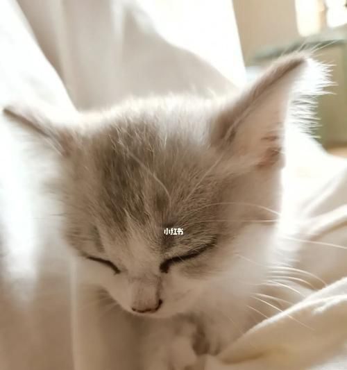 小猫为什么不粘人了（探究宠物心理变化的原因与应对方法）