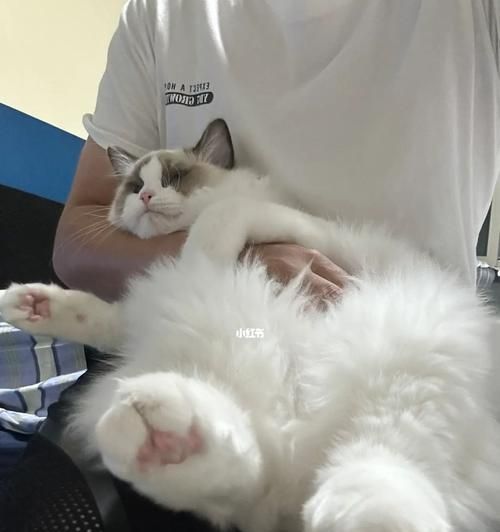 小猫为什么不粘人了（探究宠物心理变化的原因与应对方法）