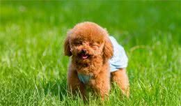 如何科学饲养泰迪犬?总结这5大方面的常识,肯定也有用