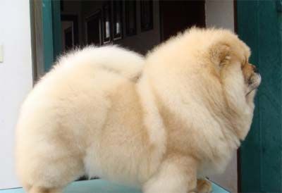 母犬子宫炎的病因与治疗方法 