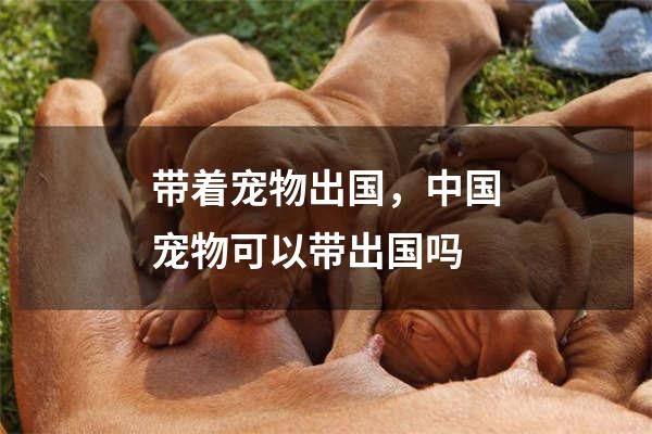 带着宠物出国，中国宠物可以带出国吗