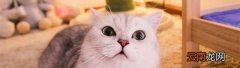 猫靠近人为什么会呼呼？