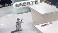 流浪猫车祸手术后认出救命恩人 撑着虚弱的身体站起来拜谢医生