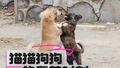 猫猫狗狗的蠢萌时刻！