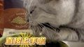 小猫咪吃猫粮吃出超强“偷感”，看四下无人，直接用爪子捧着吃