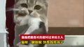 猫猫把最喜欢的崽叼过来给主人 猫咪：瞅啥呢 快帮我带孩子
