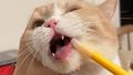 又到了给猫猫们做内驱的日子啦