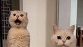 猫猫智商大考验结局太反转了
