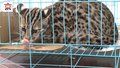 居民家中闯进凶猛“野猫” 一查竟是国家二级保护动物！