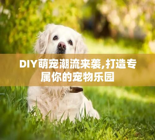 DIY萌宠潮流来袭,打造专属你的宠物乐园
