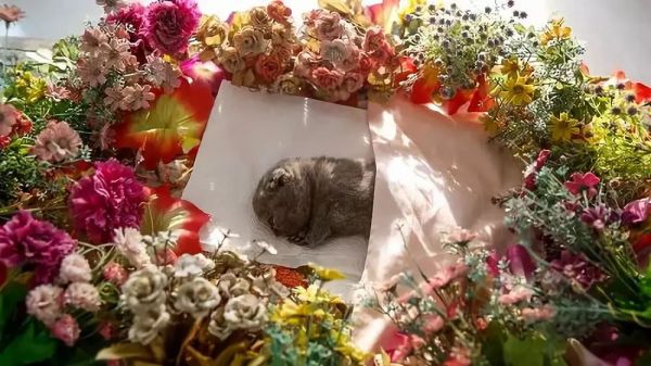 数字营销驱动宠物殡葬业：如何打造线上品牌并维护客户关系