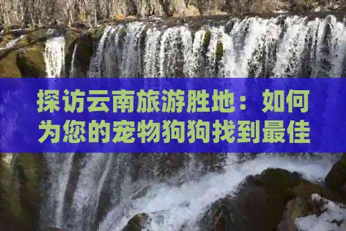 探访云南旅游胜地：如何为您的宠物狗狗找到更佳住宿之选
